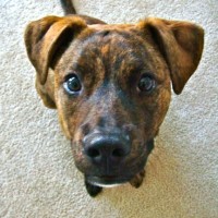 Adorable-american-bulldog-mix-puppies-dog-breed-wallpaper