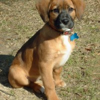Adorable-beagle-mix-puppies-dog-breed-wallpaper