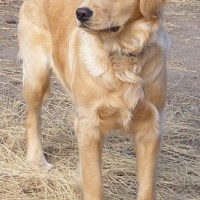 Adorable-beagle-puppies-image