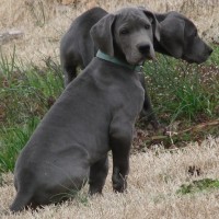 Adorable-blue-great-dane-puppies-dog-breed-wallpaper