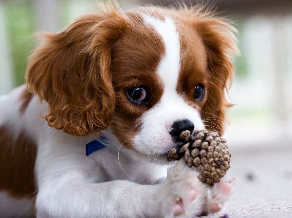 Adorable-cavalier-king-charles-puppies-for-sale-picture