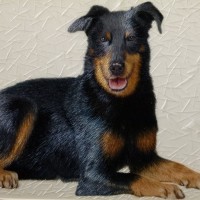 Adorable-doberman-pinscher-puppies-dog-breed-wallpaper