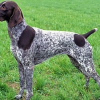 Adorable-german-shorthaired-pointer-puppies-dog-breed-wallpaper