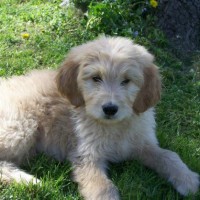 Adorable-golden-puppies-picture