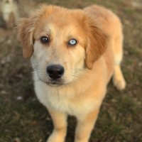 Adorable-golden-retriever-puppies-for-sale-photo