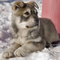 Adorable-husky-shepherd-mix-puppies-dog-breed-wallpaper