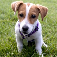 Adorable-jack-russel-puppies-dog-breed-wallpaper