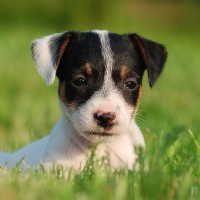 Adorable-jack-russell-puppy-dog-breed-wallpaper
