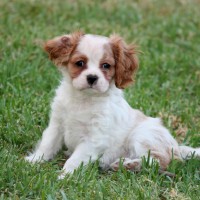 Adorable-king-charles-spaniel-puppy-dog-breed-wallpaper