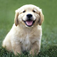 Adorable-lab-puppy-dog-breed-wallpaper