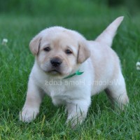Adorable-labs-puppies-dog-breed-wallpaper