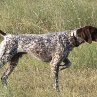 Adorable-maltese-dog-breed-wallpaper