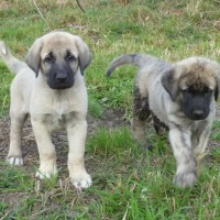 Adorable-maltese-puppies-dog-breed-wallpaper