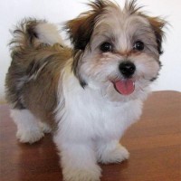 Adorable-maltese-shih-tzu-dog-breed-wallpaper