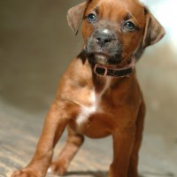 Adorable-mastiff-puppies-dog-breed-wallpaper