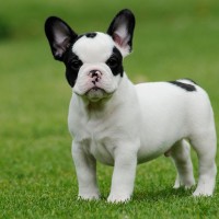 Adorable-mini-french-bulldog-puppies-picture-album