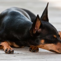 Adorable-miniature-pinscher-puppies-dog-breed-wallpaper