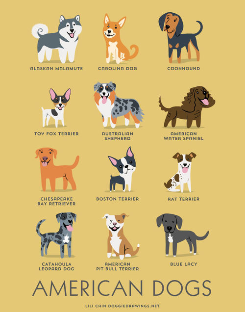American Dogs Breed Picture