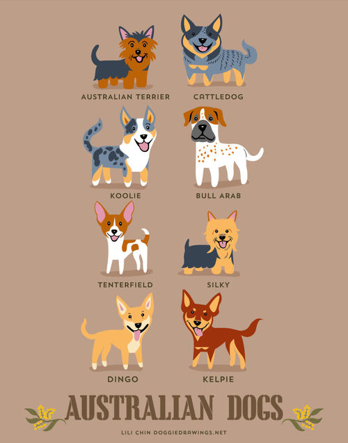Australian Dogs Breed Picture