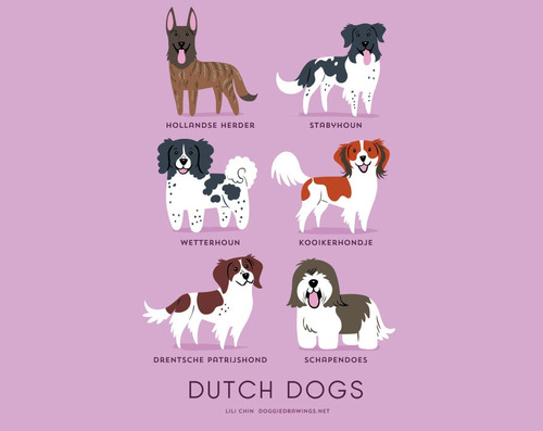 Dutch Dogs Breed Picture