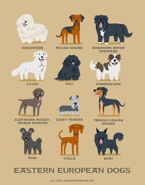 Eastern European Dogs Breed Picture