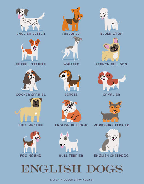 English Dogs Breed Picture