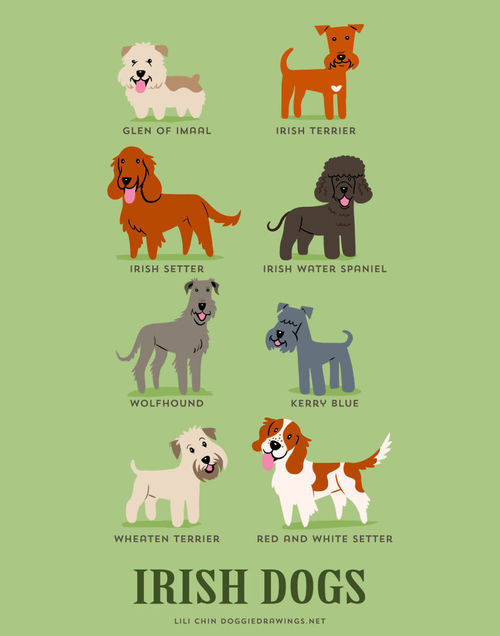 Irish Dogs Breed Picture