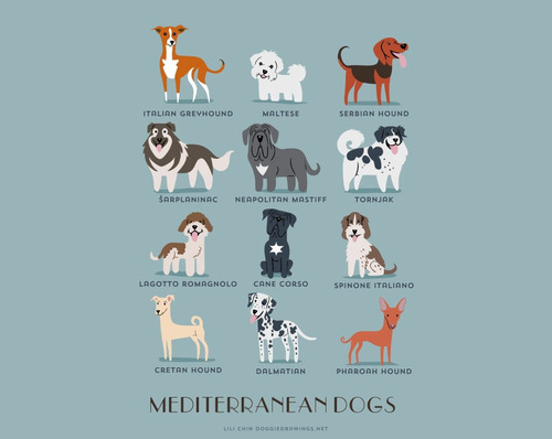 Mediterranean Dogs Breed Picture