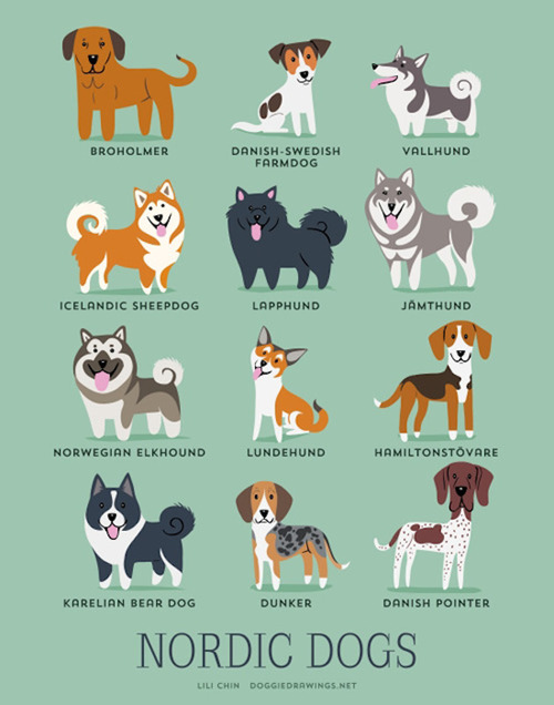 Nordig Dogs Breed Picture