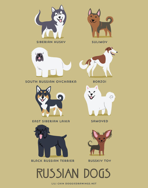 Russian Dogs Breed Picture