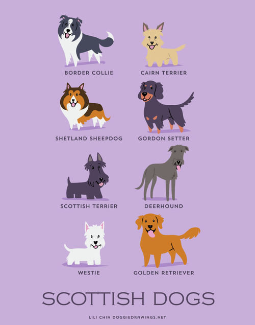 Scottish Dogs Breed Picture
