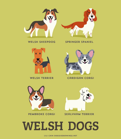 Welsh Dogs Breed Picture