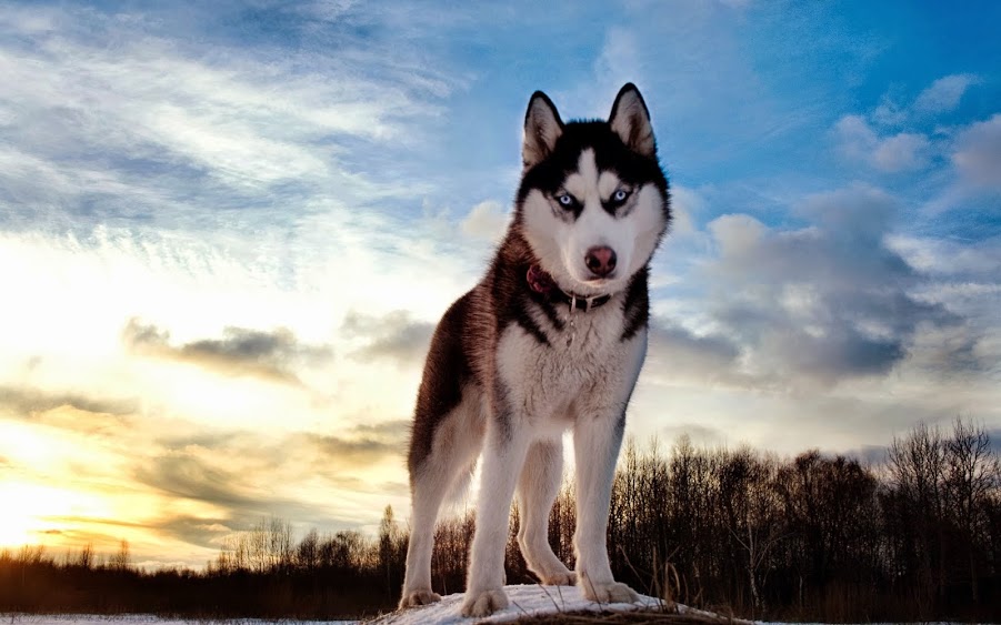 beautiful dog picture