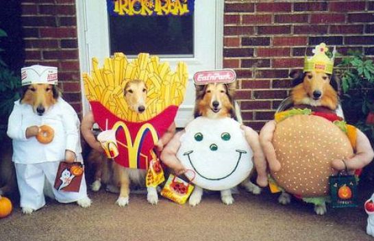 funny dog pictures for kids fancy dress