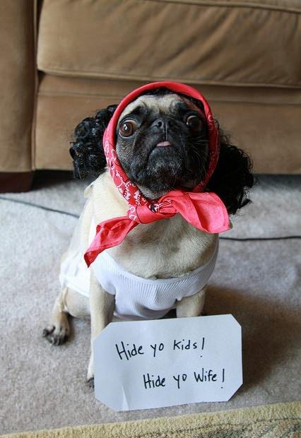funny dog pictures for kids little pug