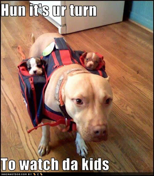 funny dog pictures for kids ur turn