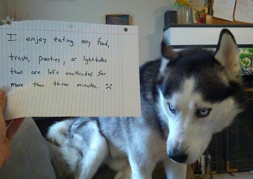 funny dog pictures with Shamed With Signs