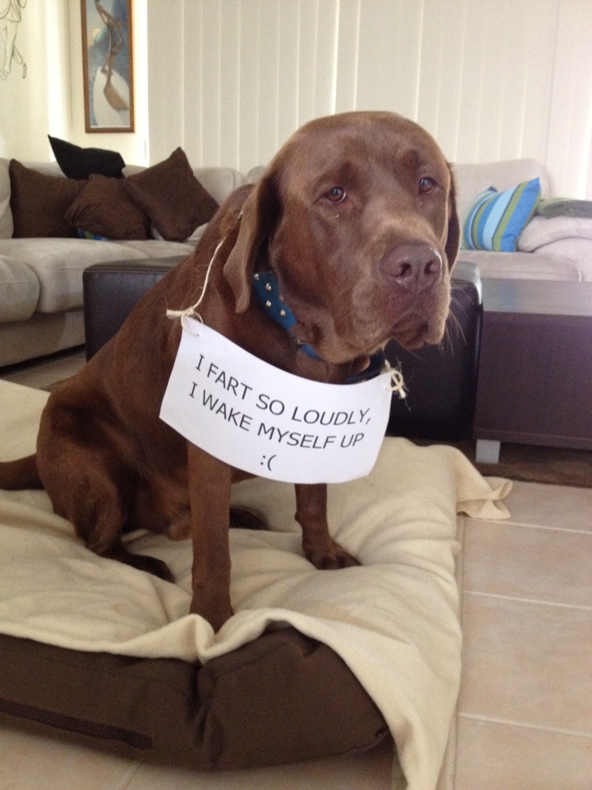 funny dog pictures with signs Makes Me Giggle