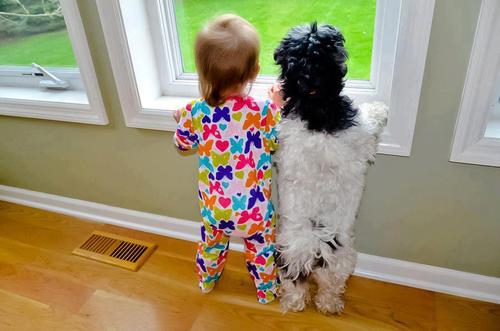 funny dog puppies pictures for kids