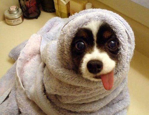 Funny pictures of dog feeling so cold