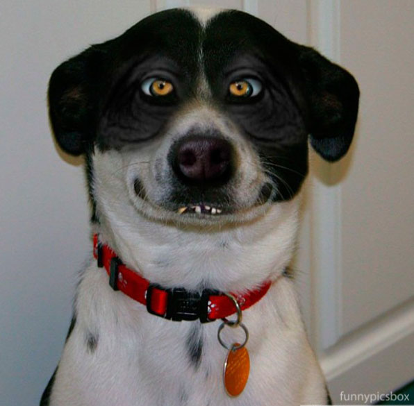 Funny pictures of dog looks confused