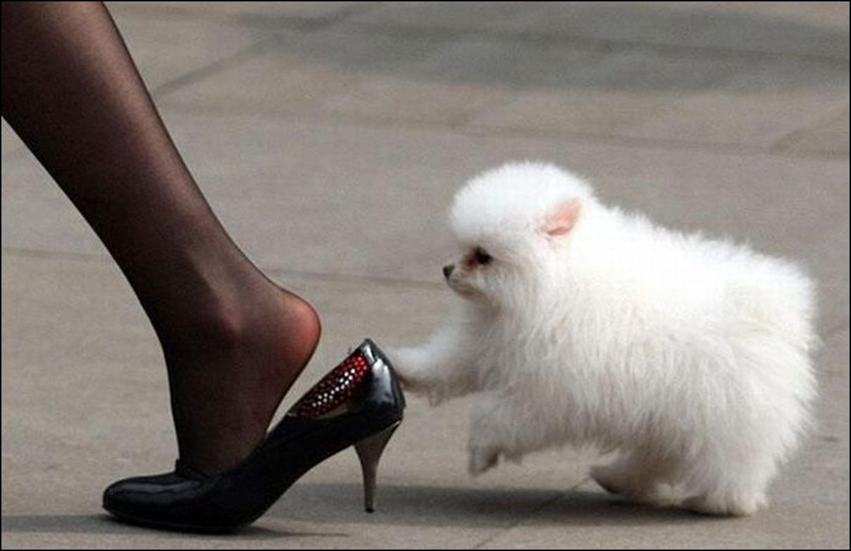 Funny pictures of dog trying to stop a women