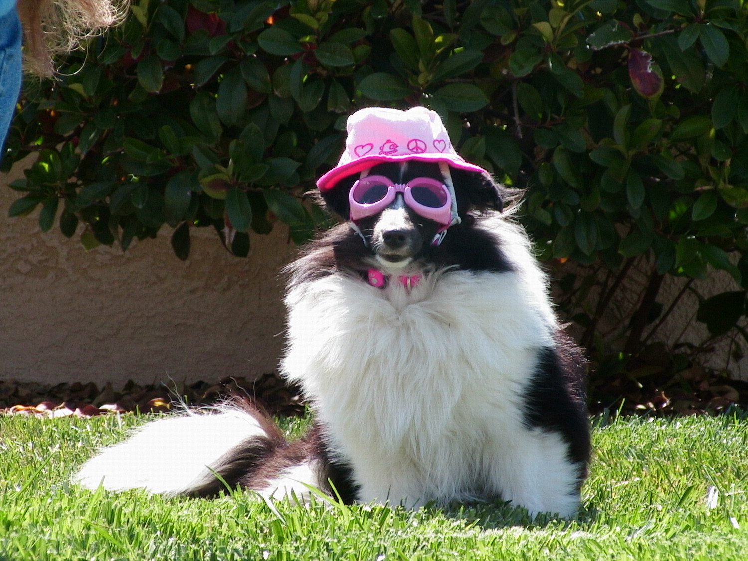 Funny pictures of dog wearing girl hat