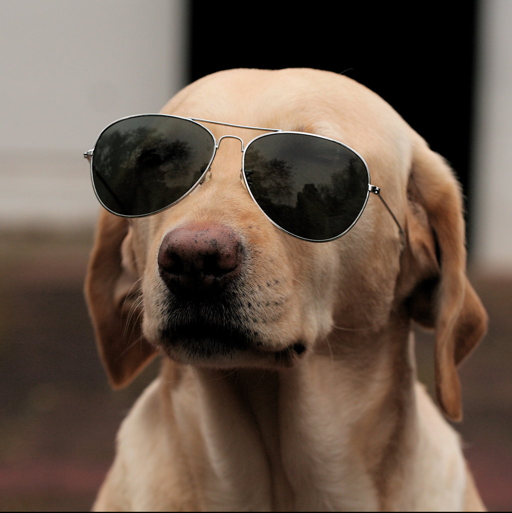 Funny pictures of dog wearing sunglasses