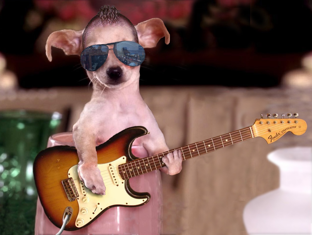 Funny pictures of dog with guitar and glasses