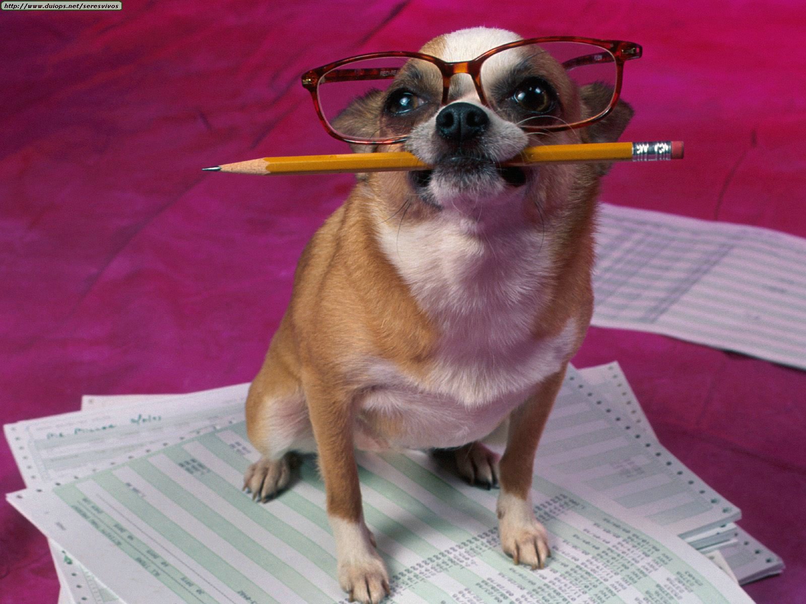 Funny pictures of dog with pencil