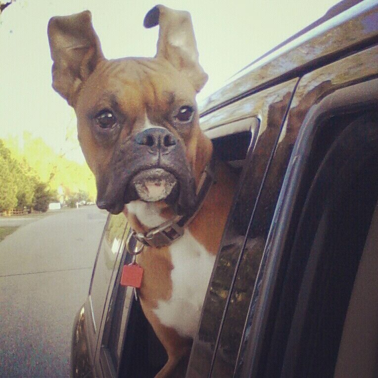 Boxer dog with the wind in his ears picture
