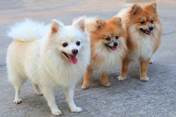 Common Small Dogs Breeds