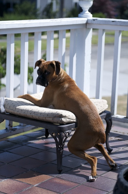 Relaxing Boxer Picture