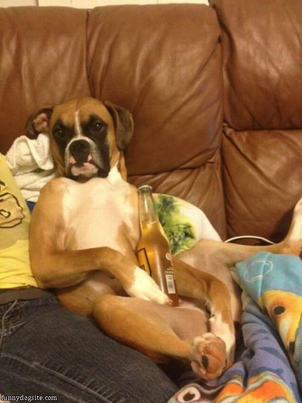 boxer dog celebating with beer picture